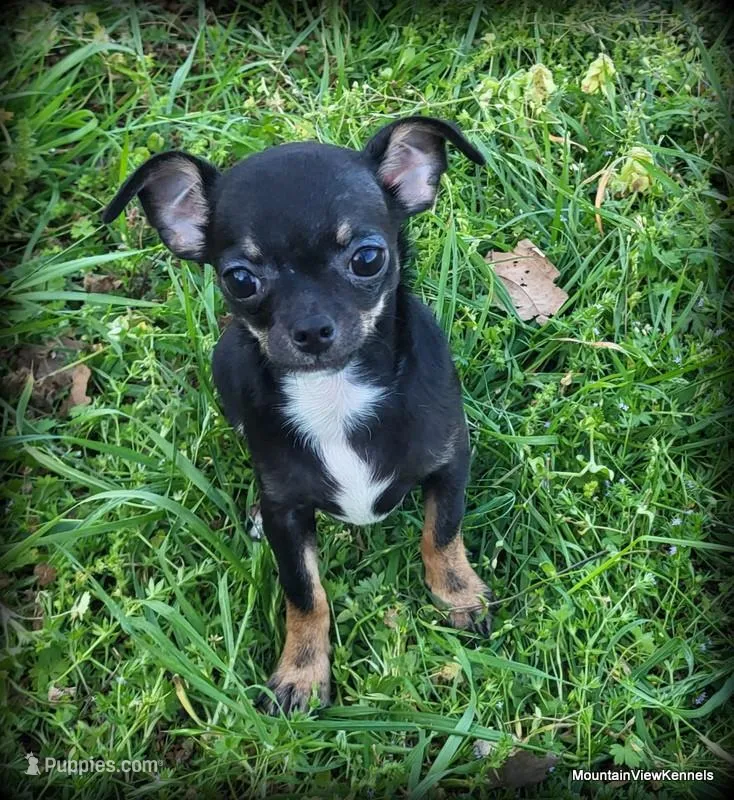 Colby – Chihuahua puppy for sale in Wister, OK