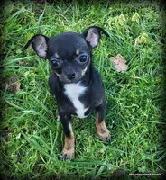 Colby, a male Chihuahua for sale in Wister, OK – 1 of 5