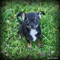 Colby, a male Chihuahua for sale in Wister, OK – 2 of 5