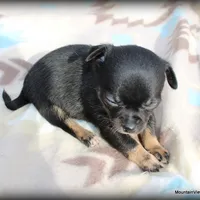 Colby, a male Chihuahua for sale in Wister, OK – Photo 3 of 3