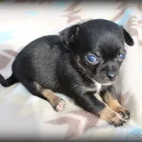 Colby, a male Chihuahua for sale in Wister, OK – Photo 1 of 3