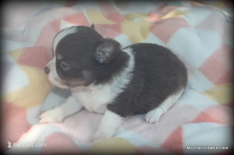 Long hair chocolate Chaz – Chihuahua puppy for sale in Wister, OK