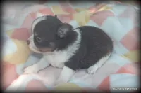 Long hair chocolate Chaz, a male Chihuahua for sale in Wister, OK – 1 of 3