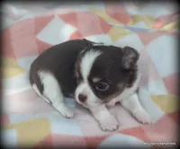 Long hair chocolate Chaz, a male Chihuahua for sale in Wister, OK – 3 of 3