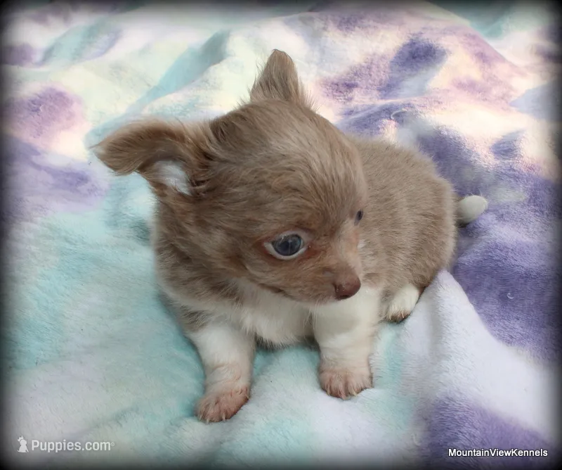 Lavender Long hair Chico – Chihuahua puppy for sale in Wister, OK