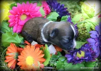Petite long hair Reba, a female Chihuahua for sale in Wister, OK – 2 of 3