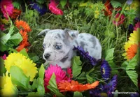 Merle Lavender Mesa, a male Chihuahua for sale in Wister, OK – 3 of 3