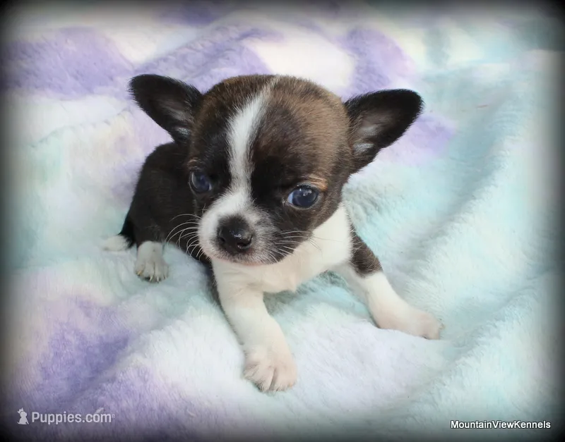 Refined Brindle Jace – Chihuahua puppy for sale in Wister, OK