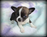 Refined Brindle Jace, a male Chihuahua for sale in Wister, OK – 1 of 6