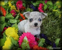 Merle Lavender Mesa, a male Chihuahua for sale in Wister, OK – 2 of 3