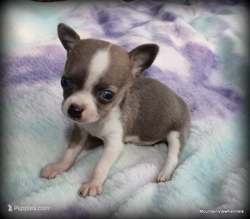Petite Blue Jinx – Chihuahua puppy for sale in Wister, OK