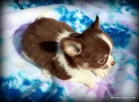 Long hair chocolate Chaz, a male Chihuahua for sale in Wister, OK – 4 of 10