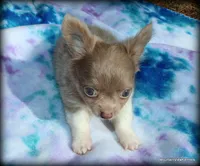 Lavender Long hair Chico, a male Chihuahua for sale in Wister, OK – 3 of 10