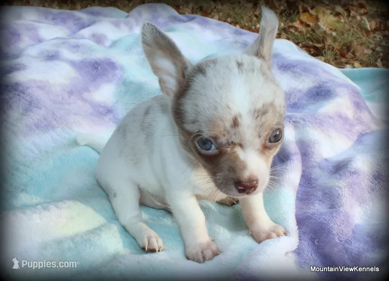 Lavender merle Carlos – Chihuahua puppy for sale in Wister, OK
