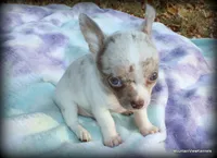 Lavender merle Carlos, a male Chihuahua for sale in Wister, OK – 1 of 6