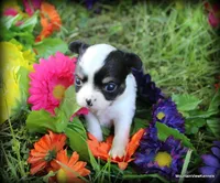 Asher Longhair, a male Chihuahua for sale in Wister, OK – Photo 3 of 3