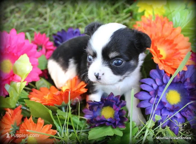 Asher Longhair, a male Chihuahua for sale in Wister, OK – Photo 1 of 3