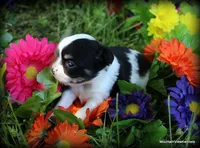 Asher Longhair, a male Chihuahua for sale in Wister, OK – Photo 2 of 3