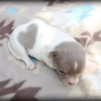 Lavender Pilar, a female Chihuahua for sale in Wister, OK – Photo 3 of 3