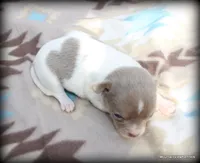 Lavender Pilar, a female Chihuahua for sale in Wister, OK – Photo 3 of 3