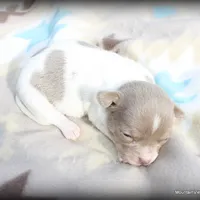 Lavender Pilar, a female Chihuahua for sale in Wister, OK – Photo 1 of 3