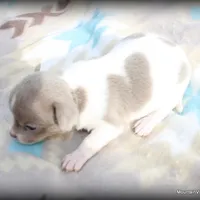 Lavender Pilar, a female Chihuahua for sale in Wister, OK – Photo 2 of 3