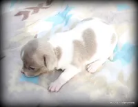 Lavender Pilar, a female Chihuahua for sale in Wister, OK – Photo 2 of 3