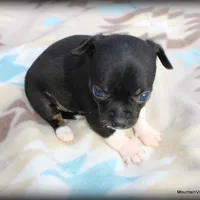 Carli, a female Chihuahua for sale in Wister, OK – Photo 1 of 3