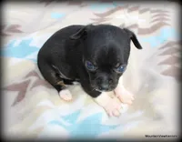 Carli, a female Chihuahua for sale in Wister, OK – Photo 1 of 3