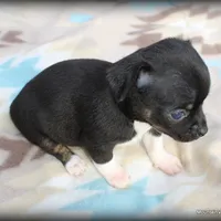 Carli, a female Chihuahua for sale in Wister, OK – Photo 2 of 3