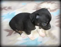 Carli, a female Chihuahua for sale in Wister, OK – Photo 2 of 3