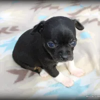 Carli, a female Chihuahua for sale in Wister, OK – Photo 3 of 3