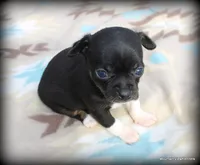 Carli, a female Chihuahua for sale in Wister, OK – Photo 3 of 3