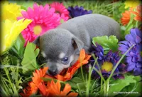 Autry, a male Chihuahua for sale in Wister, OK – Photo 2 of 3