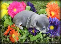 Autry, a male Chihuahua for sale in Wister, OK – Photo 1 of 3