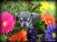 Autry, a male Chihuahua for sale in Wister, OK – Photo 3 of 3