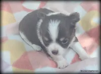 Long hair chocolate Chaz, a male Chihuahua for sale in Wister, OK – 2 of 3