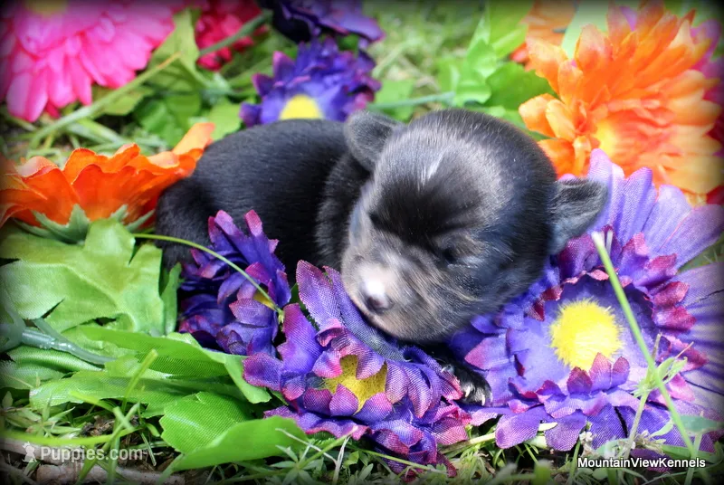 Petite Rosa, a female Chihuahua for sale in Wister, OK – 1 of 3