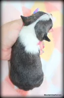 Brindle Jace, a male Chihuahua for sale in Wister, OK – 2 of 3