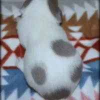 Blue Tito, a male Chihuahua for sale in Wister, OK – Photo 4 of 4