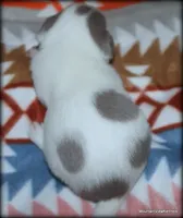 Blue Tito, a male Chihuahua for sale in Wister, OK – Photo 4 of 4