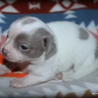 Blue Tito, a male Chihuahua for sale in Wister, OK – Photo 3 of 4