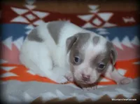 Blue Tito, a male Chihuahua for sale in Wister, OK – Photo 2 of 4