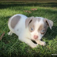 Blue Tito, a male Chihuahua for sale in Wister, OK – Photo 1 of 4