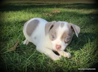 Blue Tito, a male Chihuahua for sale in Wister, OK – Photo 1 of 4
