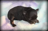 Peso, a male Chihuahua for sale in Wister, OK – 3 of 4