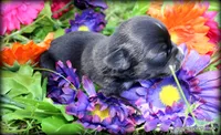 Petite Rosa, a female Chihuahua for sale in Wister, OK – 2 of 3