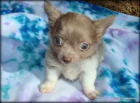 Lavender Long hair Chico, a male Chihuahua for sale in Wister, OK – 2 of 10