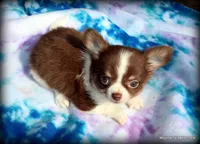 Long hair chocolate Chaz, a male Chihuahua for sale in Wister, OK – 3 of 10