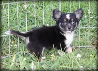 Longhair Orio, a male Chihuahua for sale in Wister, OK – Photo 3 of 3